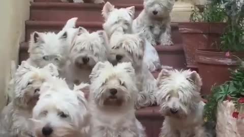 Many cute puppies