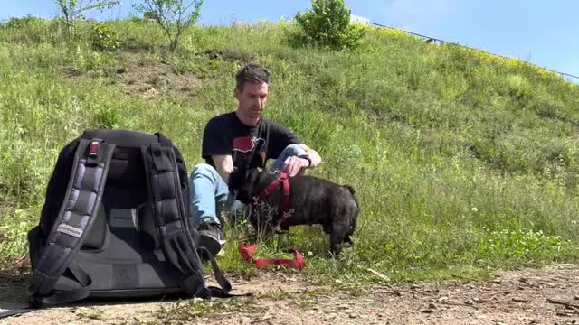 French bulldog escapes from the heat in the pond