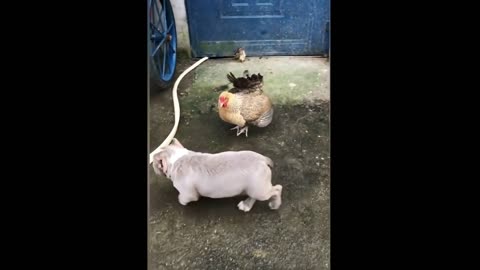 Chicken VS Dog Fight