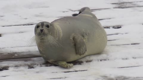 Animal video for / white animal playing in snow