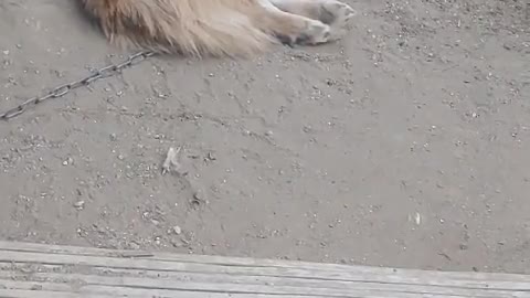 Puppy ppippi is sleeping on the cool dirt floor