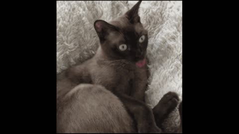 Gif video of cat licking itself