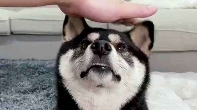 Pretending to touch the dog, what will happen to the Shiba Inu?