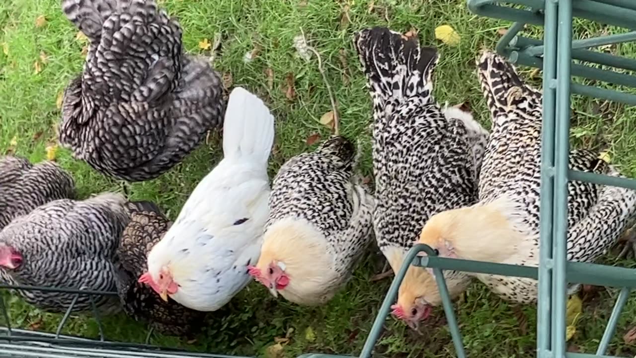 Chicking playing around animal video