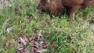 Piggies in the Spring grass!