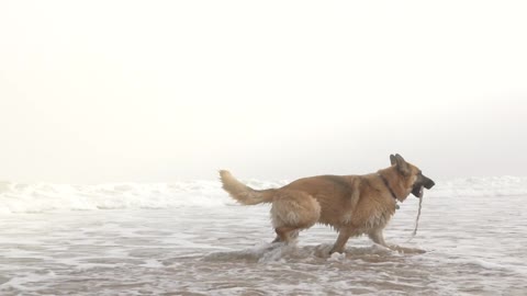 Running dog in water