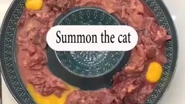 Types of cats - funny