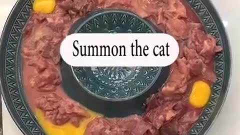 Types of cats - funny