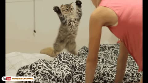 Funny cat 😎🐈