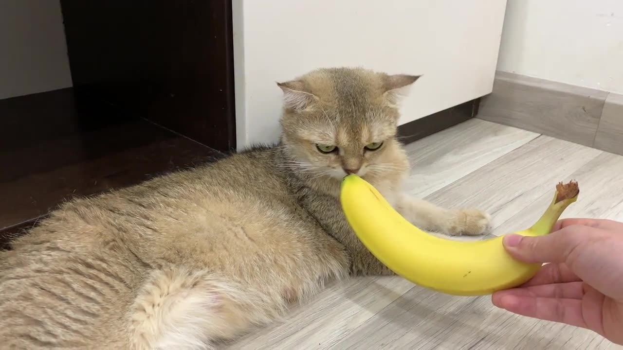 Cat Has Hilarious Reaction To Banana