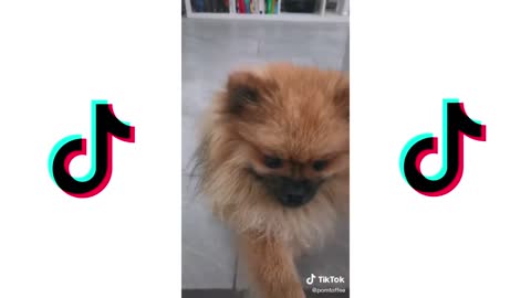 Cute Puppies playing Tiktok Compilation #1