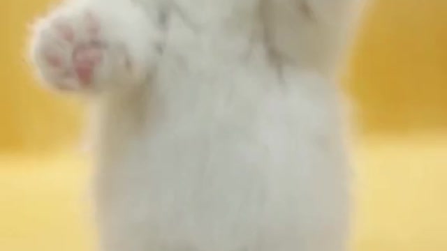 Cute cats funny cats video 😹😹