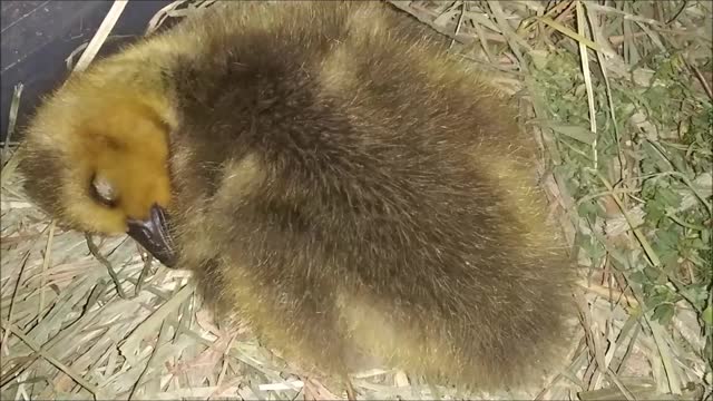 🐤 The Cutest Sleeping Baby Goose ❤