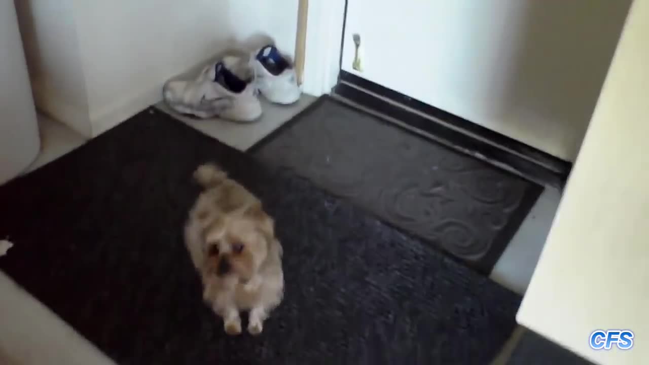 Dogs Wiping Their Paws Before Going Inside