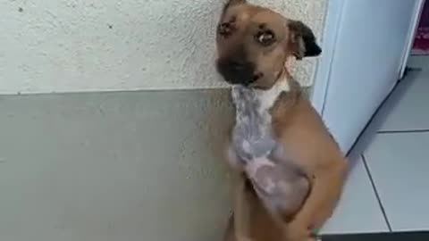 This dog is so funny