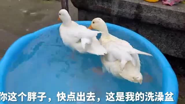 Ducks playing in the water