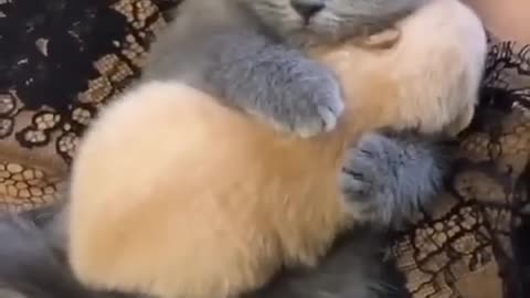 Awww so cuteeee #cat #pet #cutecat cute #kitten #pets