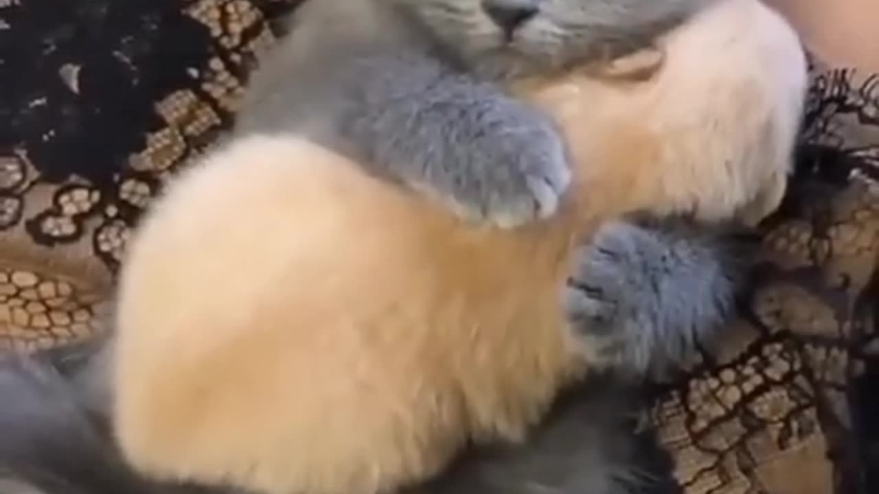 Awww so cuteeee #cat #pet #cutecat cute #kitten #pets