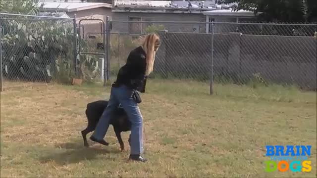 Brain Training For Dogs - Unique Dog Training Course 2021