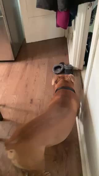 Dog knows how to shut the door on command