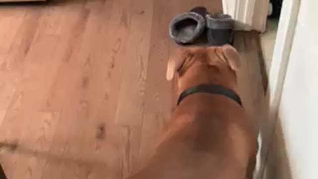 Dog knows how to shut the door on command