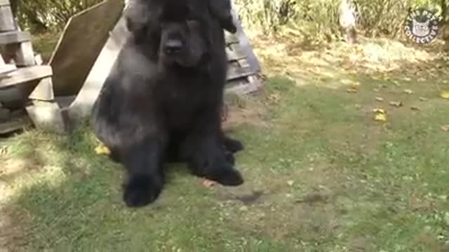 Large dogs funny dogs video compilation--2022