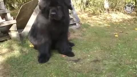 Large dogs funny dogs video compilation--2022