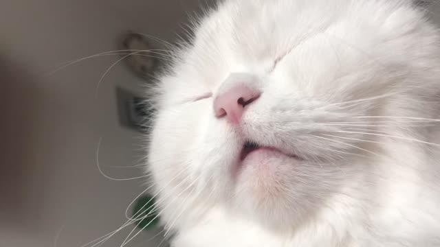 Cute snoring cat