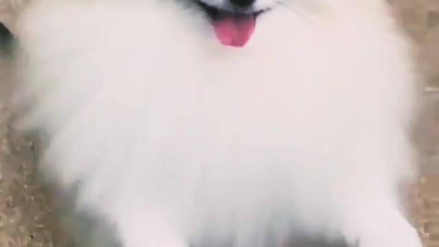 Cute animals just wow best dog #dog #animal #viral