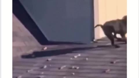 Dog On Roof