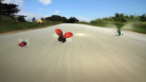 Bug race