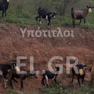 Βοσκός της Ρουάντα φόρεσε μάσκες στις κατσίκες του