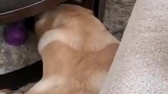 A pet and good behaviour dog 🐕
