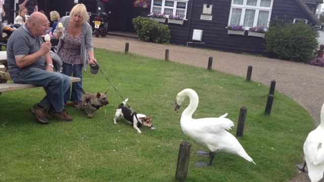 Swan vs Dog