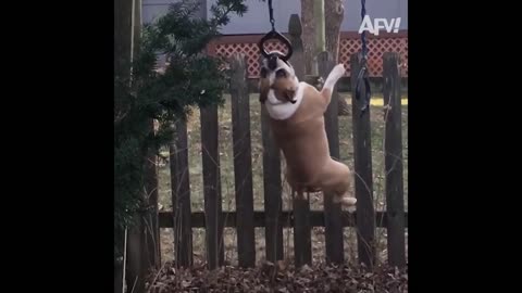 Cute Pets And Funny Animals !!!