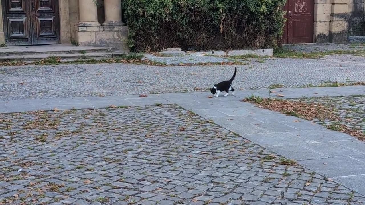 Feeding cats & pigeons in (what feels like) TARTARY!