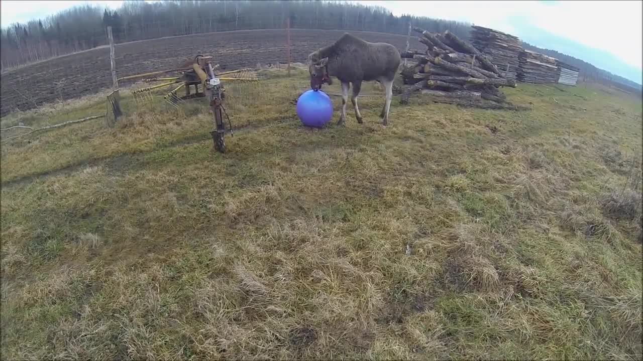 Moose Calf Plays With Giant Toy Ball