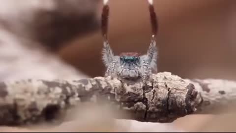 Dancing Spider Vine