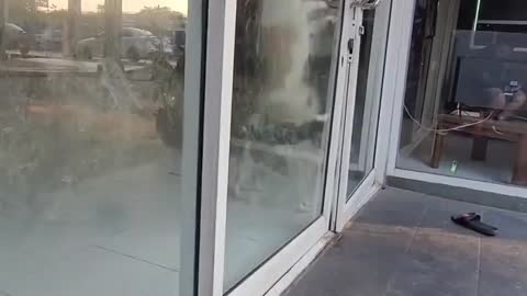 Persistent Pup Keeps Pushing Door