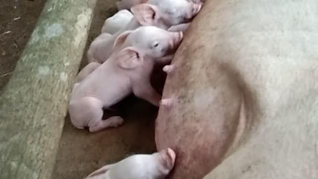 Mother pig just gave birth for the second time