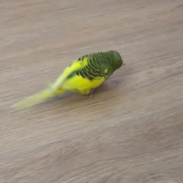 Football player Parakeet
