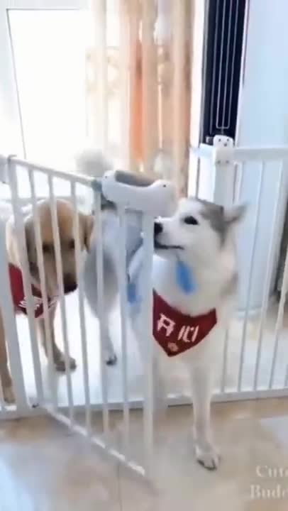 You will laugh at all the DOGS 🤣 Funny DOG Videos- i will be good boy