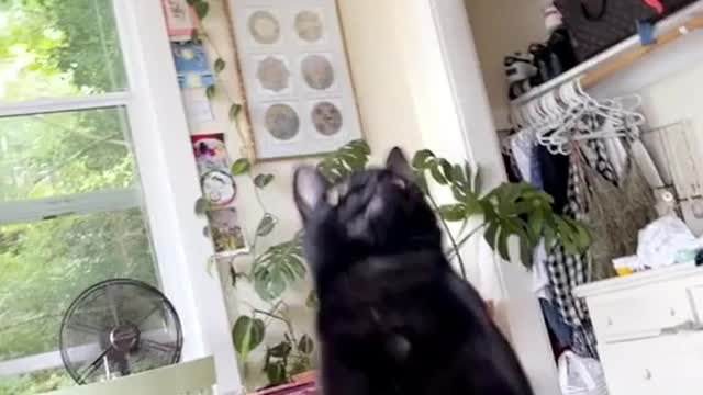 video of a cat dancing