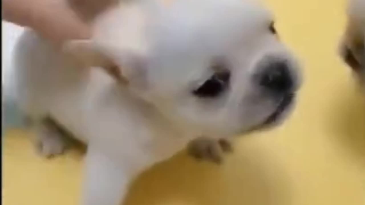 Cute and funny animal video