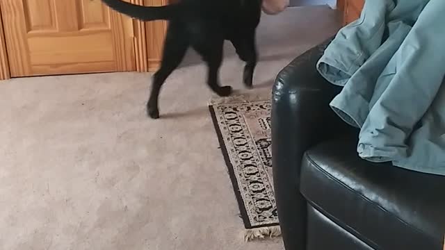 Karma and the pink bunny
