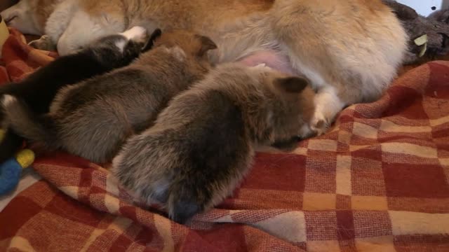 Dog feeding her puppies