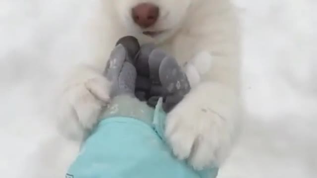 tickle the puppy