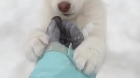 tickle the puppy