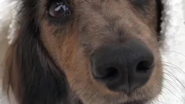 Brown dog shivers wrapped in white towel