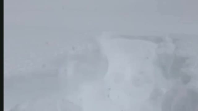 Dog Jumps Into Snow and Gets Buried Underneath